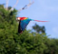 thumb_Scarlet Macaw_flight